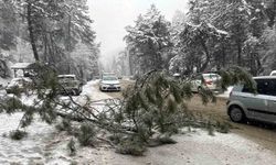 Ankara’da karın ağırlığına dayanamayan çam ağacı devrildi