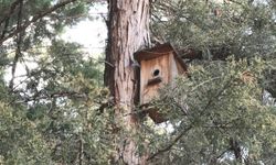 Ankara’nın parklarını mesken tutan yeşil papağanlar sert iklim şartlarında hayatta kalmayı başarıyor