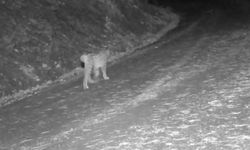 Çankırı’da Kar Altındaki Yaban Hayatı Fotokapanlara Yansıdı