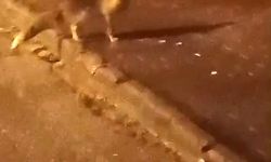 Elmadağ’da aç kalan tilkiler şehir merkezine indi