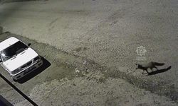 Çankırı’da Aç Kalan Tilki Şehir Merkezine İndi