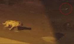 Çankırı’da Yiyecek Arayan Tilki Köpekle Burun Buruna Geldi: O Anlar Kamerada