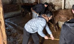 Çankırı'da Üniversiteli Gençler Köy Hayatını Deneyimledi