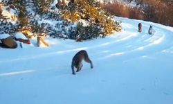 Çankırı Ormanlarında “Hayalet” Vaşaklar Fotokapanlara Yansıdı