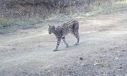 Çankırı'da yaralı kurt ve vaşak fotokapanda