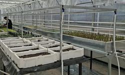 Çankırı Şehit Mehmet Ata Tarım Lisesi'nde Akıllı Serada İlk Üretim Başladı