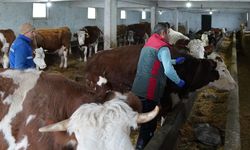 Çankırı’da Büyükbaş Hayvanlar İçin Şap Aşılama Seferberliği Başladı