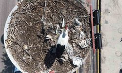 Baharın habercisi olan leylekler, Ankara'ya ulaştı