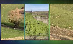 Çankırı’da Karacalar oyun oynarken görüntülendi