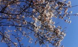Çankırı’da Badem Ağaçları Çiçek Açtı, Bahar Güzellikleri Ortaya Çıktı