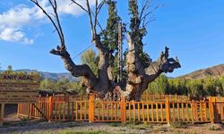 Çankırı’nın 500 Yıllık Dev Meşesi Rehabilitasyonla geleceğe taşınacak
