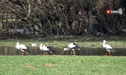 Çankırı’da Leyleklerin Göç Molası Görsel Şölen Oluşturdu