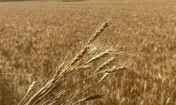 Erdoğan Açıkladı: Çankırılı Çiftçilere 601 Milyon Liralık Tarımsal Destek