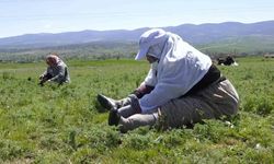 Çorum'da 'madımak otu' mesaisi başladı