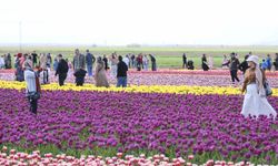 Türkiye'nin en büyük lale tarlasında ziyaretçi rekoru