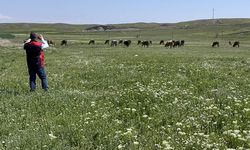 Çankırı’da Mera Islah Seferberliği: 12 Köyde Etüt Çalışmaları Sürüyor