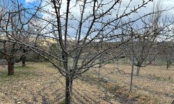 Çankırı’da Meyve Üreticilerine Kritik Uyarı: Don Riski Verimi Tehdit Ediyor!