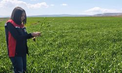 Çankırı’da Hububat Üreticilerine Pas Hastalığı Uyarısı