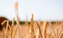 Saman Makinesi: Kaba Yem Maliyetlerini Tarlada Bitiren İleri Mühendislik