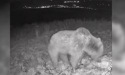 Çankırı’da Doğanın Kalbinde Boz Ayı görüntülendi