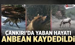 Çankırı’da yaban hayatı anbean kaydedildi