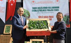 Çankırı’da Çiftçilere 1 Milyon Fide Desteği