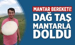 Çankırı'da mantar bereketi! Dağ taş mantarla doldu