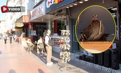 Çankırı’da çifte kumrular iş yerinin tabelasına yuva yaptı