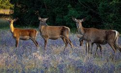 Kızıl Geyik av ihalesine genç çevrecilerden tepki