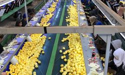 Türkiye’nin limon ihracatı 500 milyon dolara koşuyor