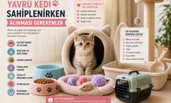 Yavru Kedi Sahiplenirken Alınması Gerekenler