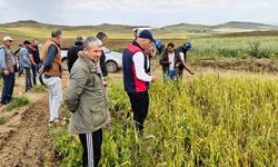 Kızılırmak’ta Üreticiler İçin Hasar Tespit Çalışması Başladı