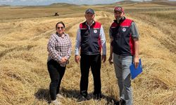 İlk arpa hasadı Kızılırmak’ta yapıldı