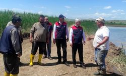 İl Müdürü Candan Kızılırmak'ta Çeltik Tarlalarını İnceledi