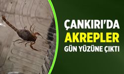 Çankırı'da akrepler gün yüzüne çıktı