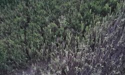 Çavundur’da domuzların gizli yaşam alanı görüntülendi