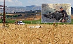 Çavundur'da 20 avcı sahaya indi, 9 yaban domuzu vuruldu