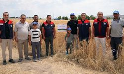 Çankırı'da yerli tohumlar sınavı başarıyla geçti