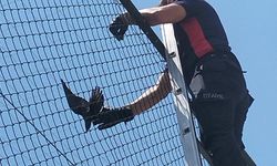 Çankırı'da tel örgülere takılan yaralı karga itfaiye ekiplerince kurtarıldı