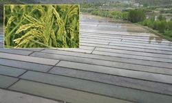 Ilgaz Sarıkılçık pirinci coğrafi işaretle koruma altına alındı