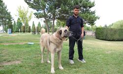 Çorum’da Türk çoban köpekleri görücüye çıktı