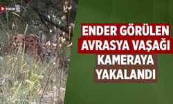 Çankırı'da ender görülen Avrasya vaşağı kameraya yakalandı
