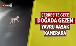 Çerkeş’te gece doğada gezen yavru vaşak kamerada