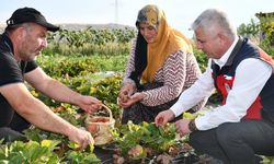 Yapraklı’da kırsal kalkınma meyvelerini veriyor