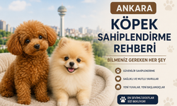 Ankara Köpek Sahiplendirme Rehberi: Bilmeniz Gereken Her Şey