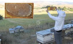 Kurşunlu'nun coğrafi işaretli çiçek balında hasat başladı