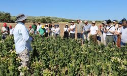 17 ülkeden tütün uzmanları İzmir’de buluştu