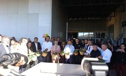 Ayvalık’ta yılın ilk zeytin hasadı yapıldı: Zeytinyağında 400 bin ton beklentisi