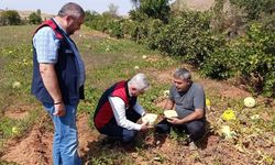 Kızılırmak’ta tarlalar incelendi, üretimin nabzı tutuldu
