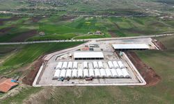 Çankırı’da hayvan pazarları yeniden açıldı